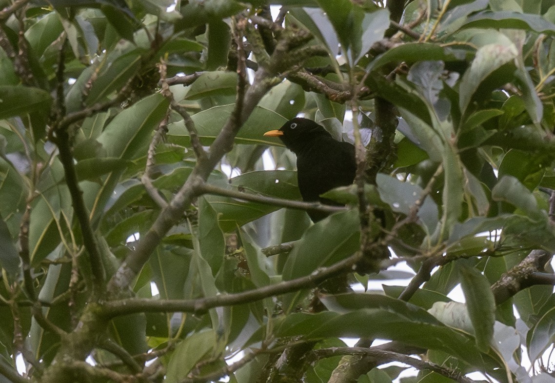 Pale-eyed Thrush - ML622892126