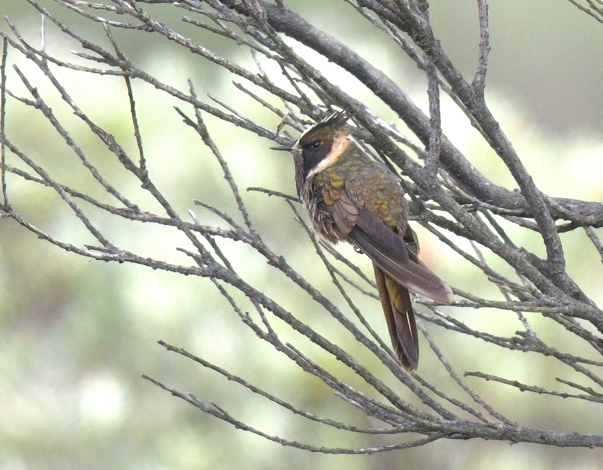 Buffy Helmetcrest - ML622892129