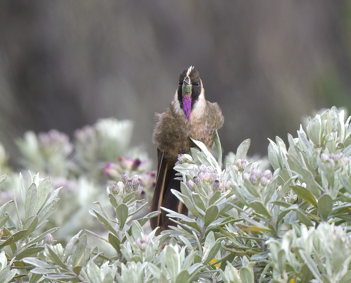 Buffy Helmetcrest - ML622892130