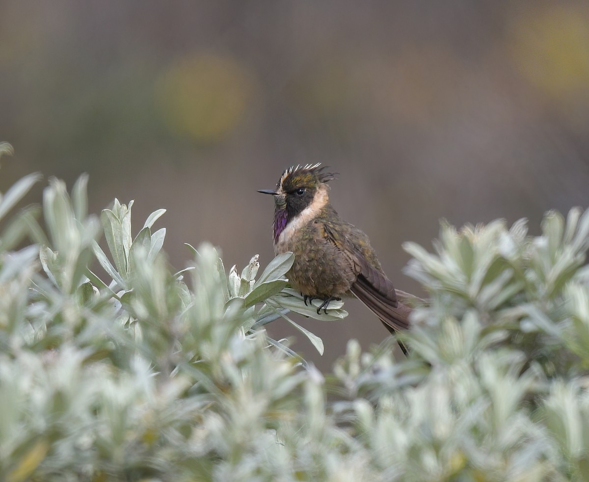 Buffy Helmetcrest - ML622892133