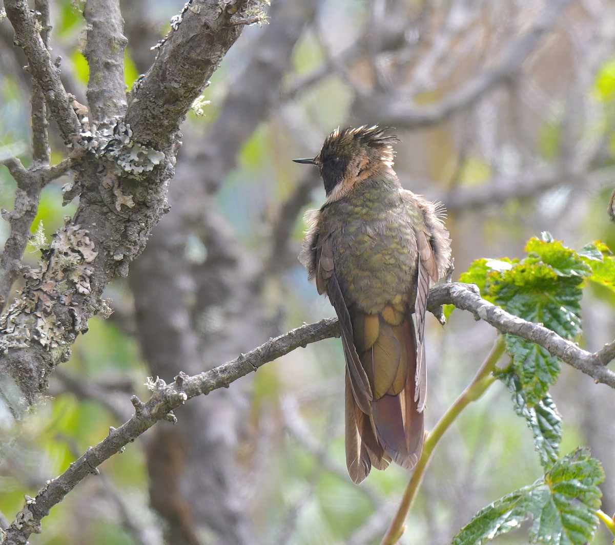 Buffy Helmetcrest - ML622892136