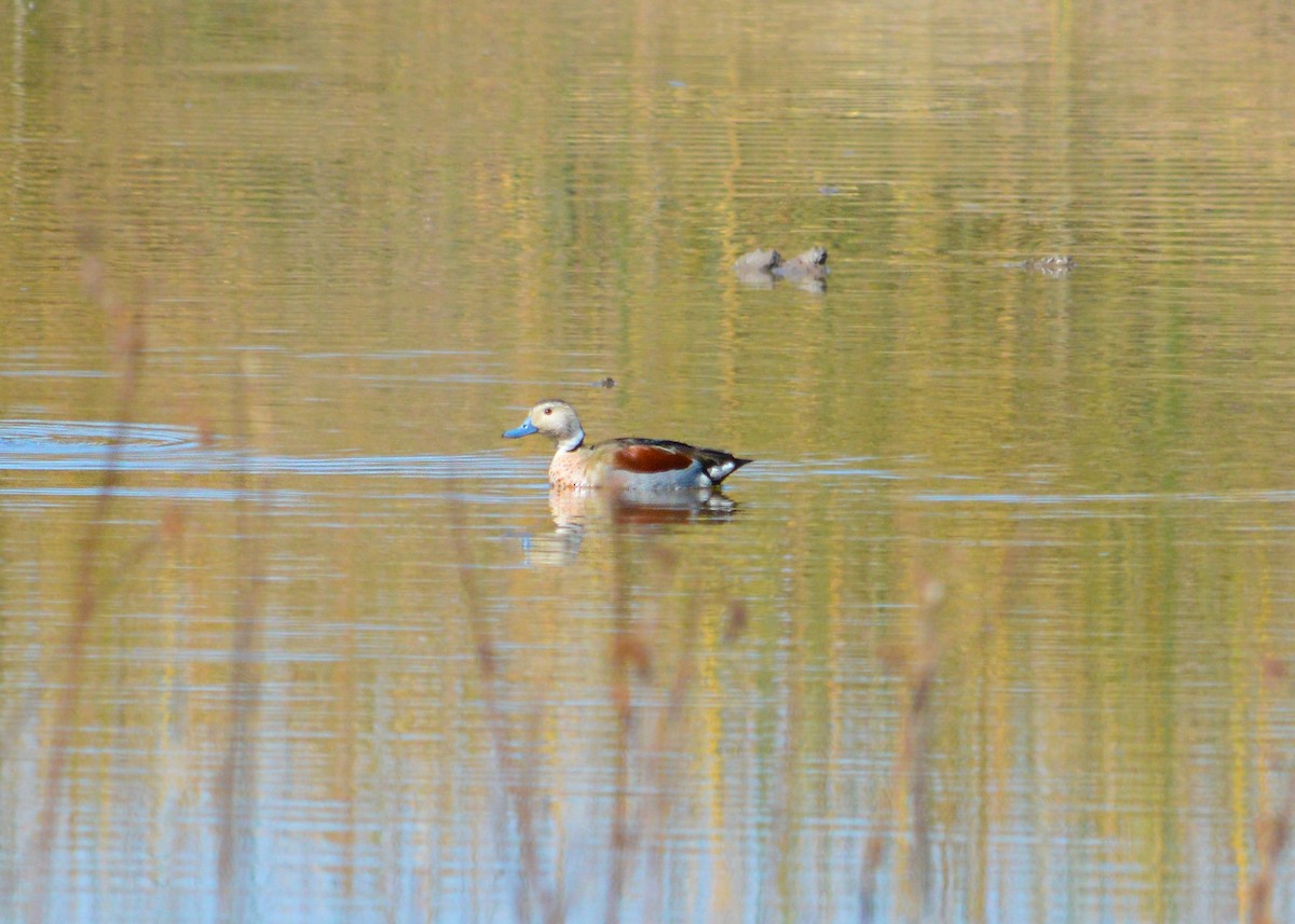 Pato Acollarado - ML622892188