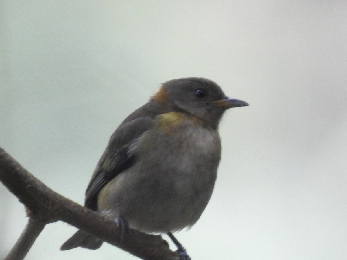 Golden-collared Honeycreeper - ML622892191