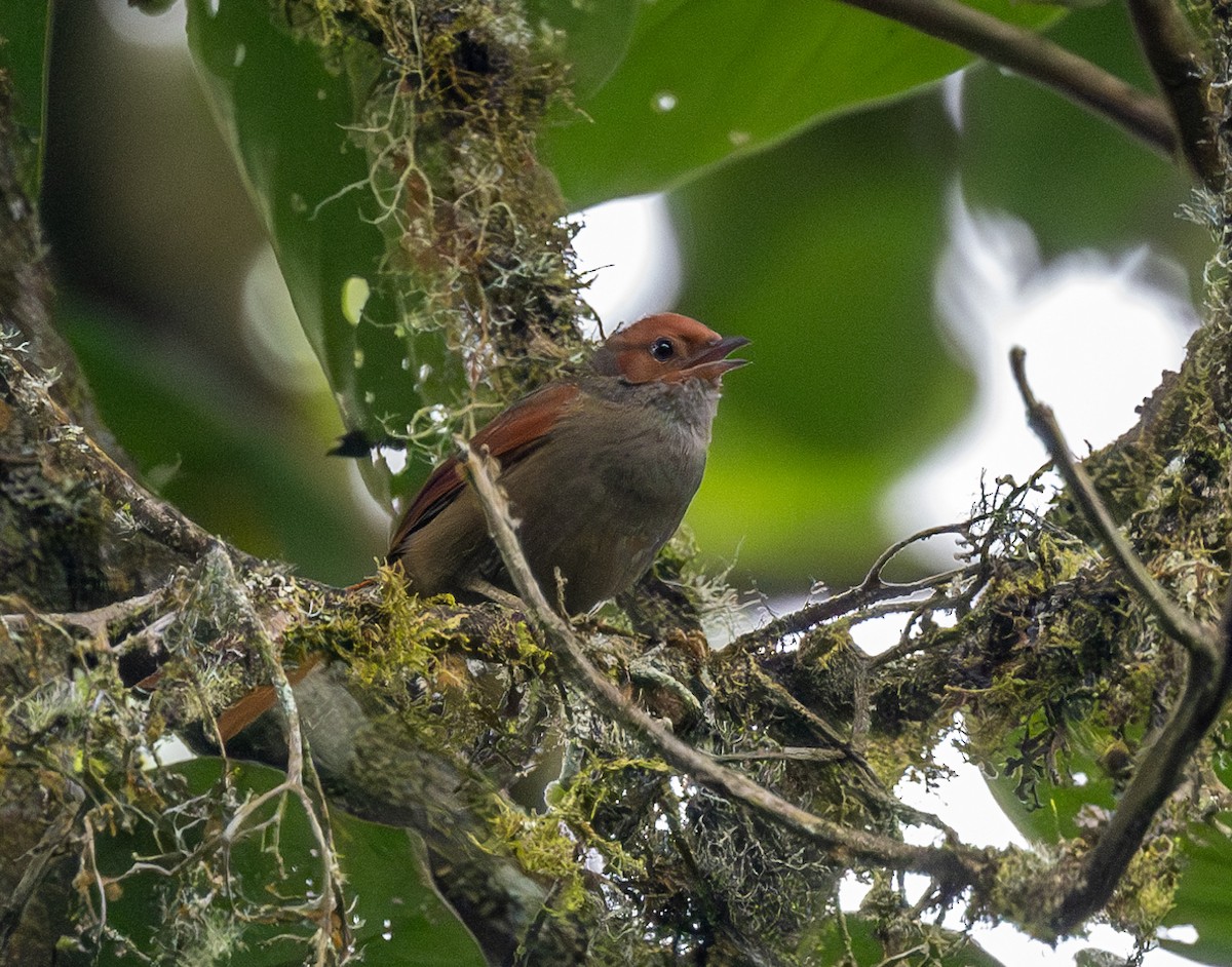 Red-faced Spinetail - ML622892201