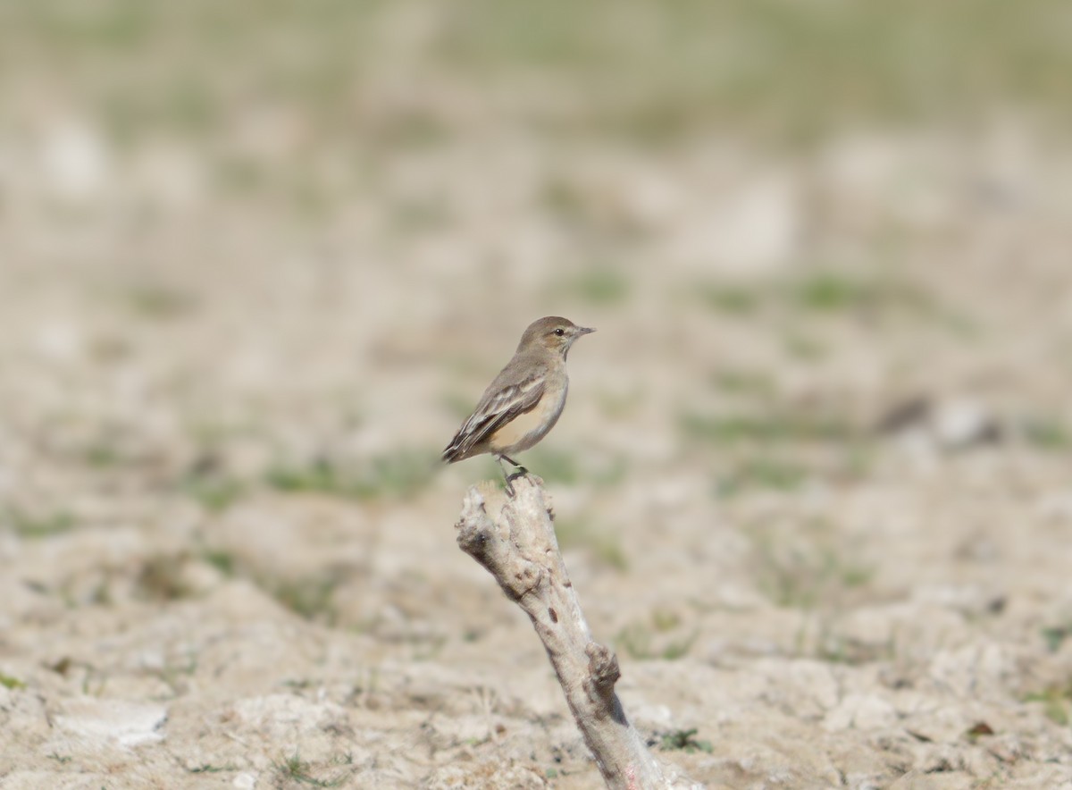 Lesser Shrike-Tyrant - Jose Navarro