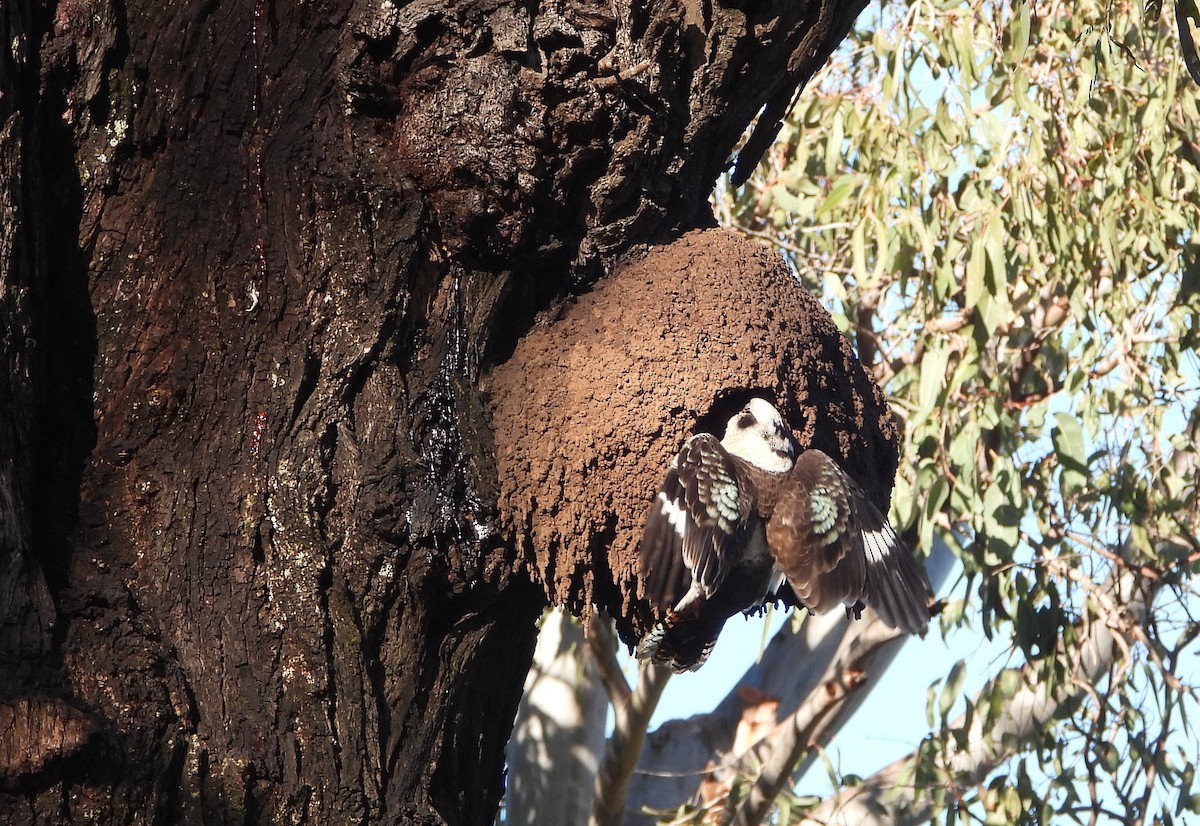 Laughing Kookaburra - Paul Marty