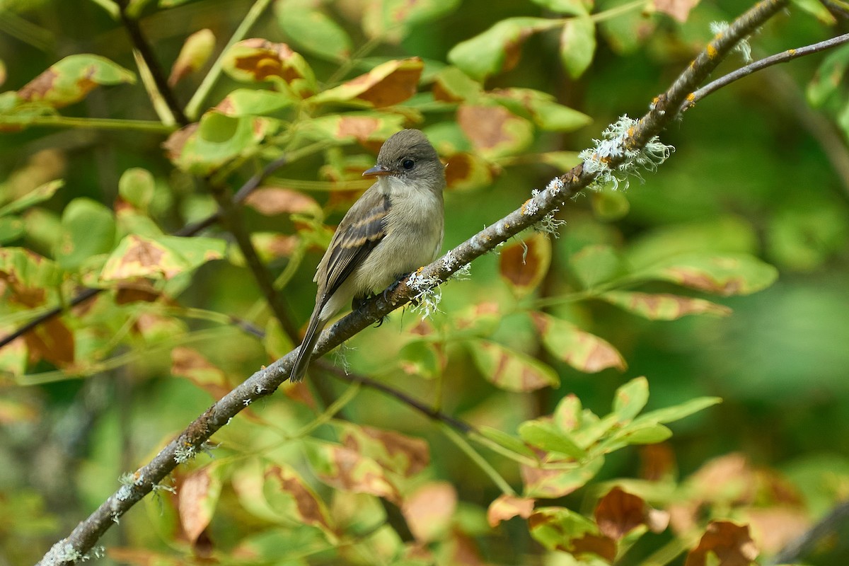 Willow Flycatcher - Jack Williamson