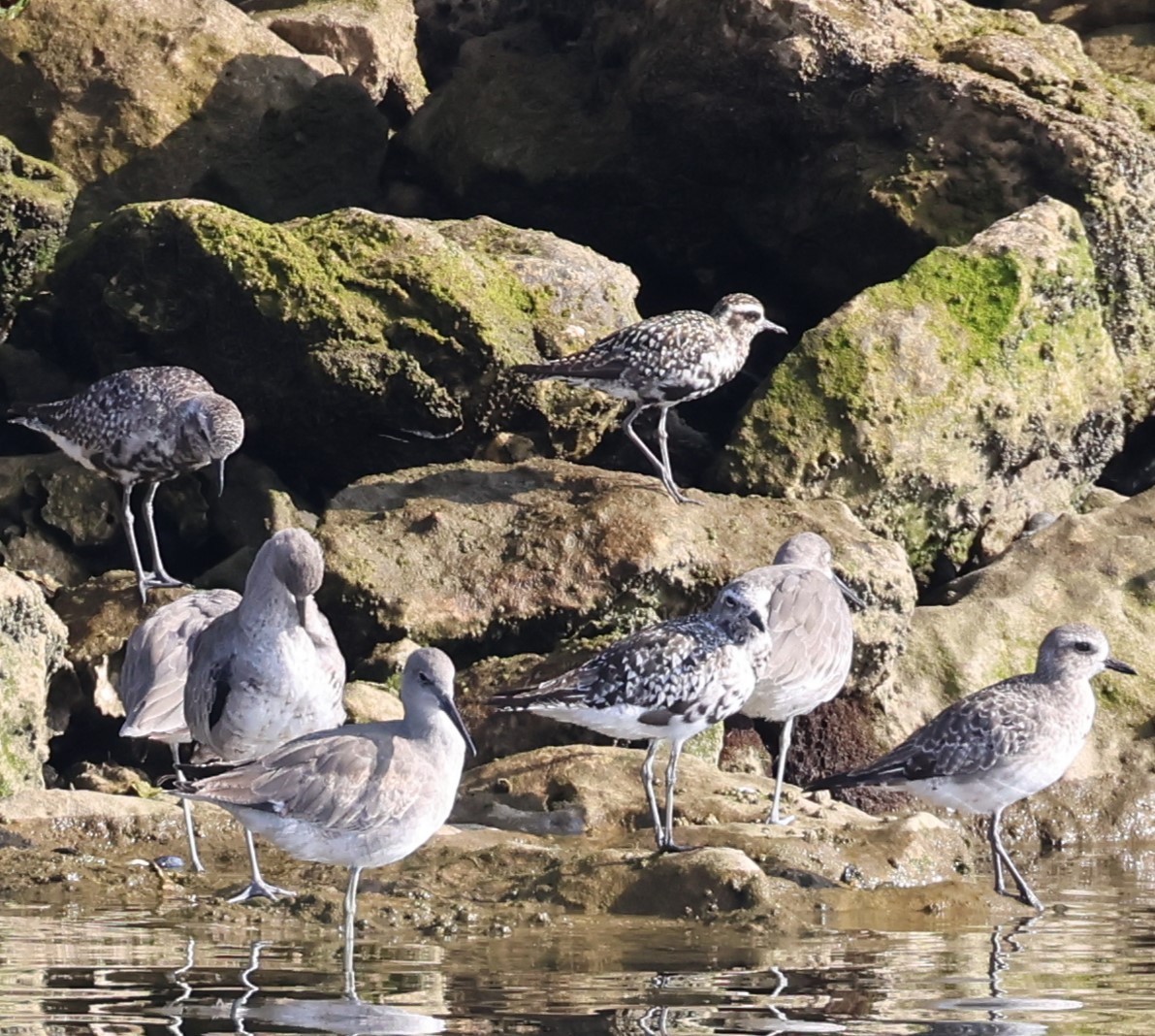 Pacific Golden-Plover - ML622892345