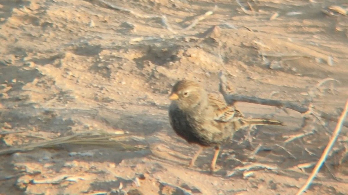 Carbonated Sierra Finch - ML622892346