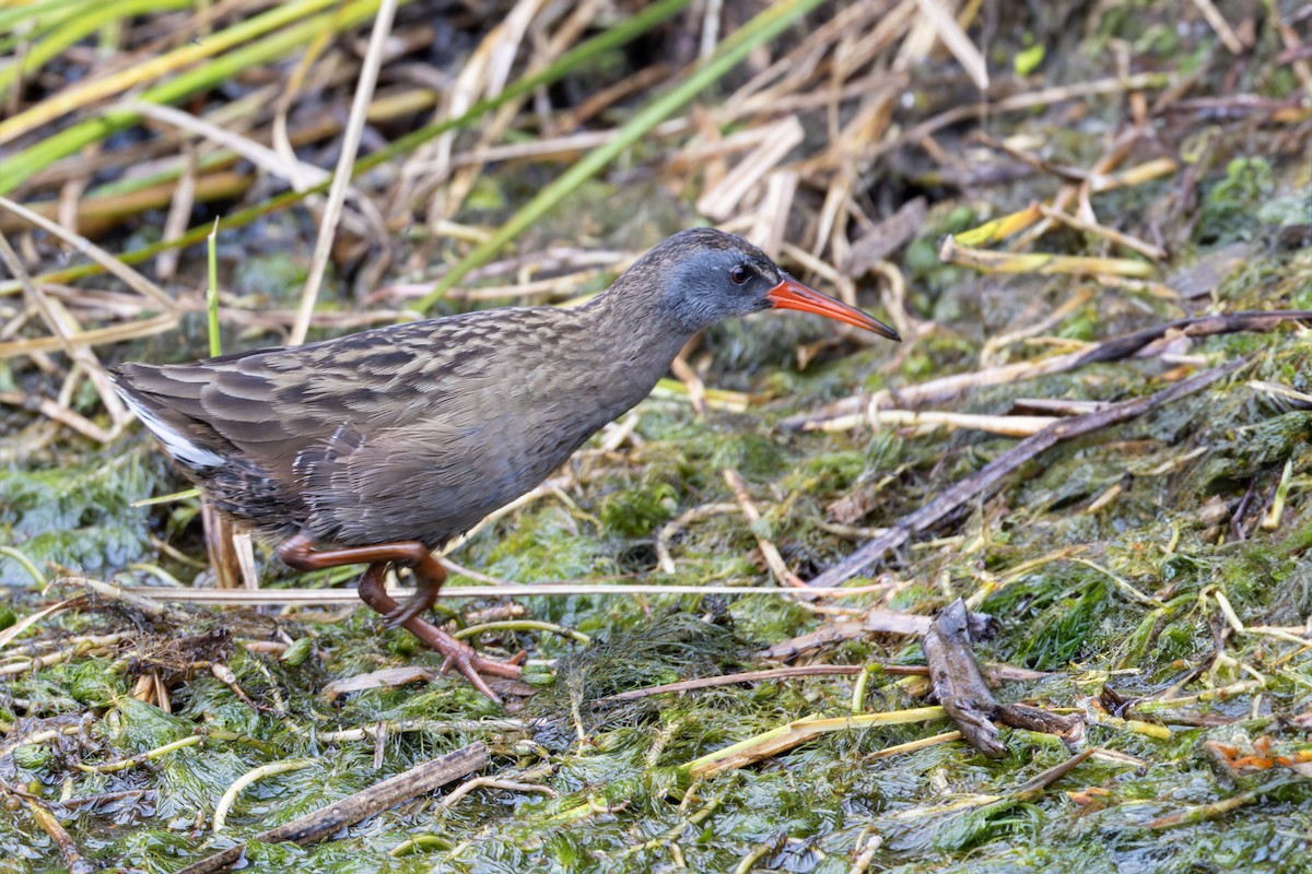 Virginia Rail (South American) - ML622892362