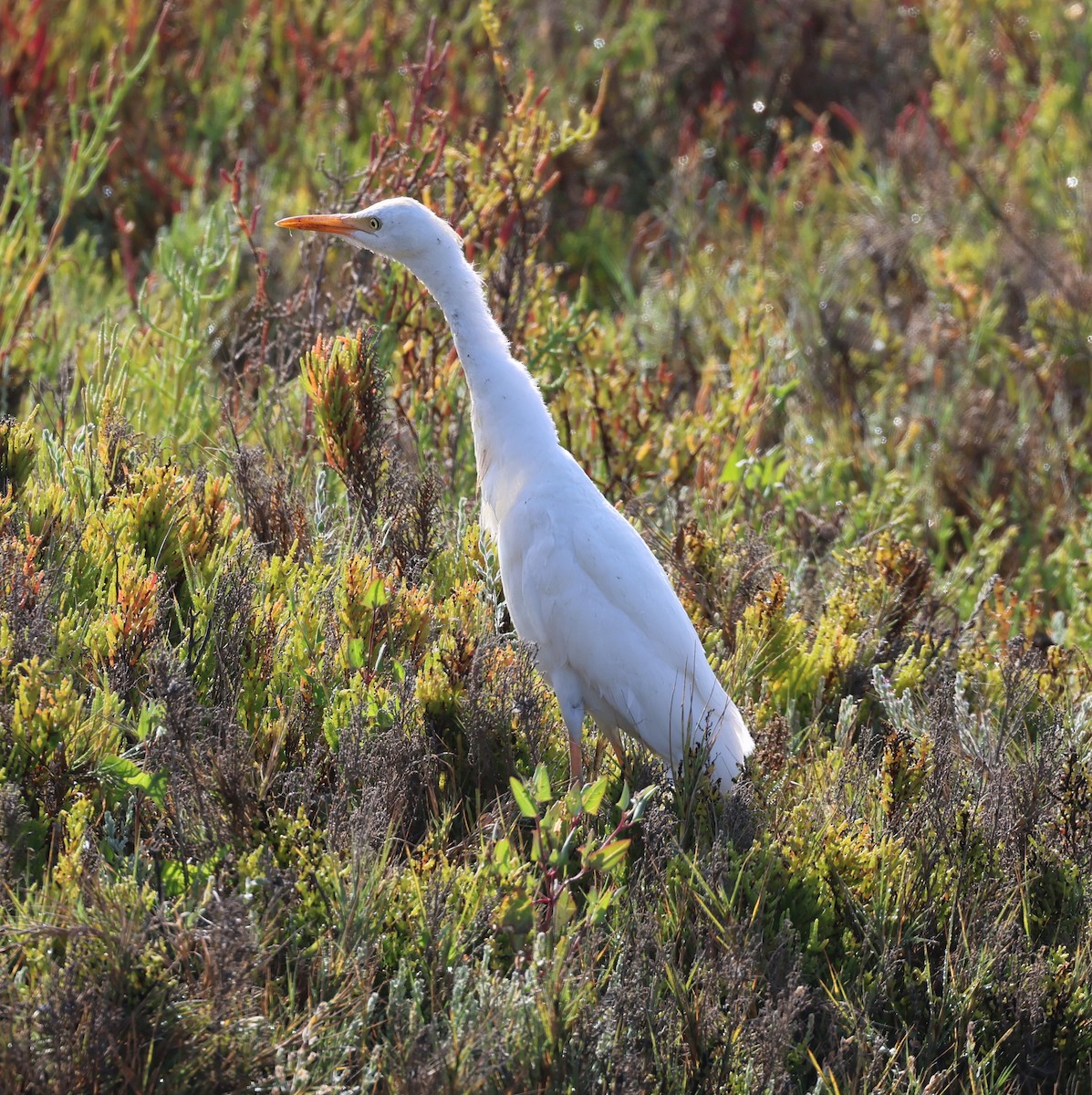 Western Cattle Egret - ML622892363