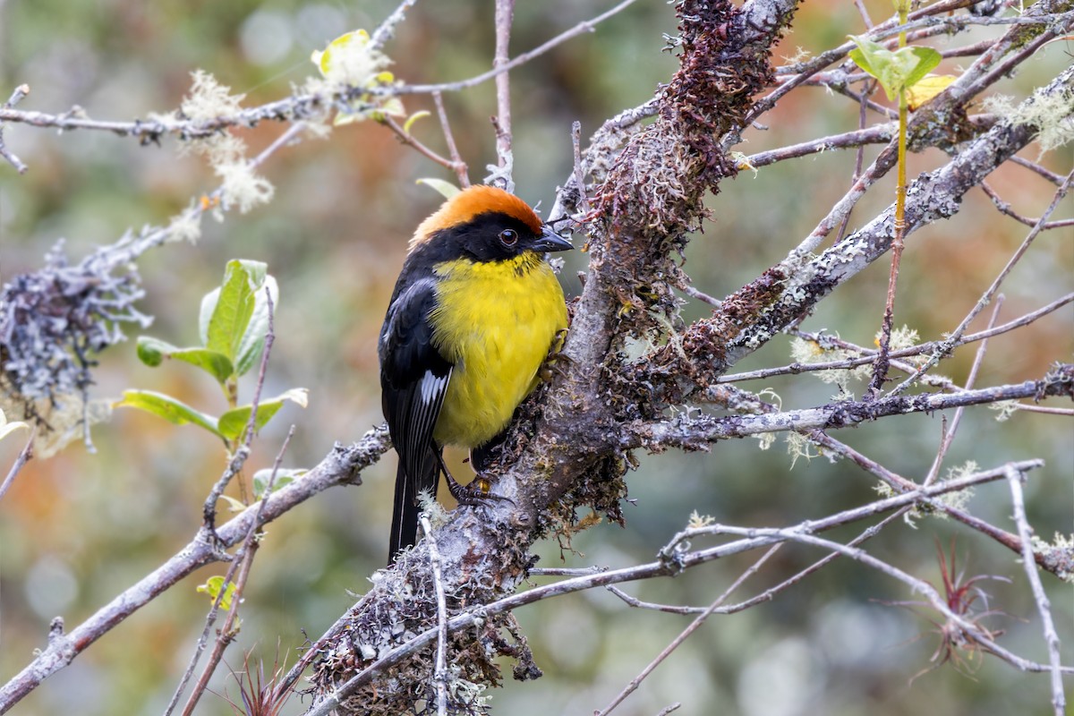 Yellow-breasted Brushfinch - Bradley Hacker 🦜