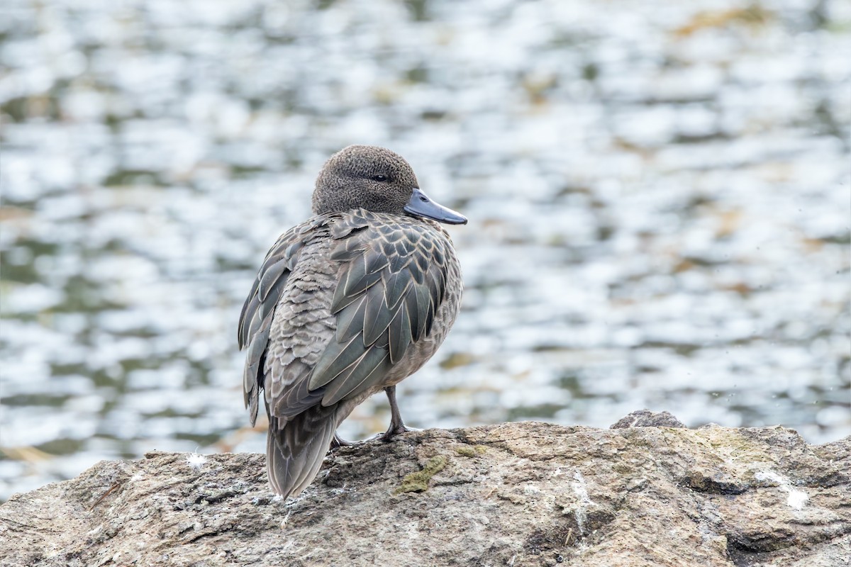 Andean Teal - ML622892374