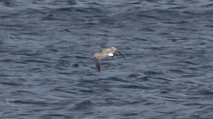 Gaviota Guanaguanare - ML622892438