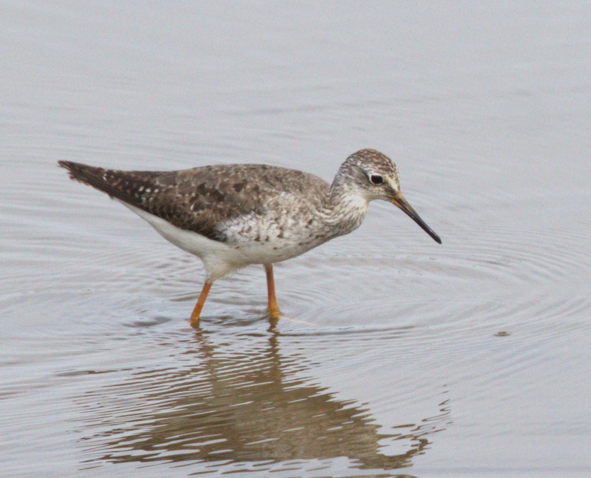 Lesser Yellowlegs - jeff effinger