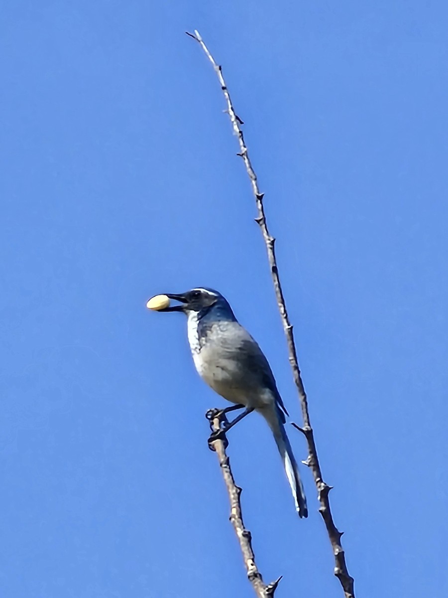 California Scrub-Jay - Lucas Riley