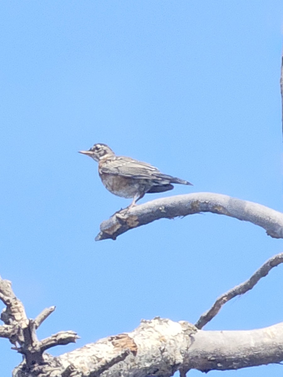 American Robin - Lucas Riley