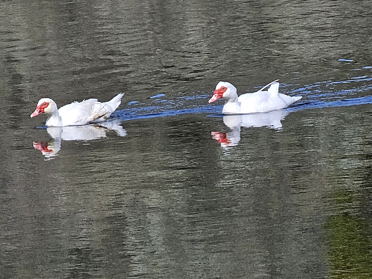 Canard musqué (forme domestique) - ML622892557