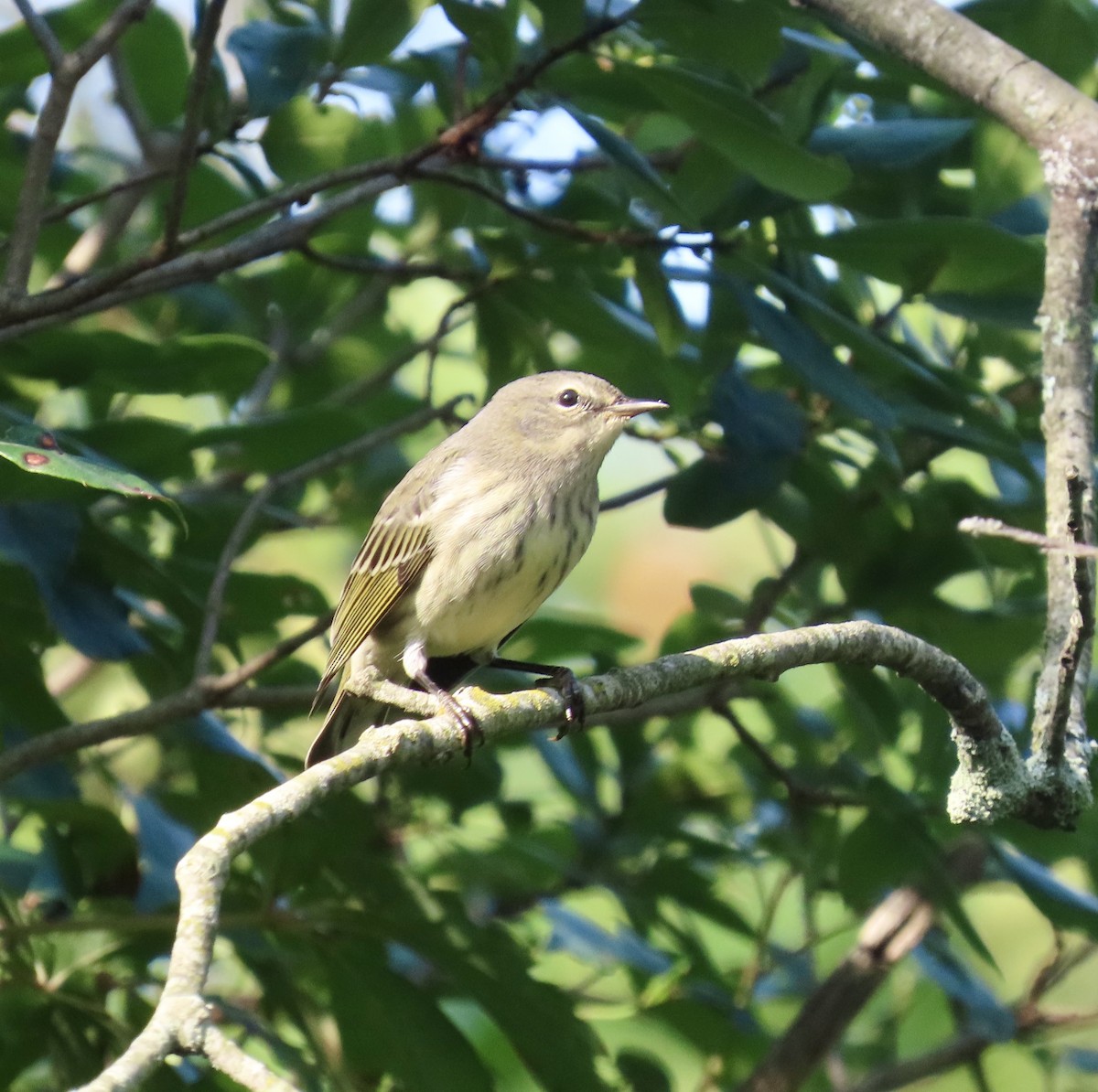 Cape May Warbler - ML622892619