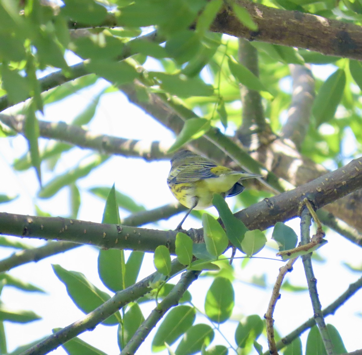 Cape May Warbler - ML622892620