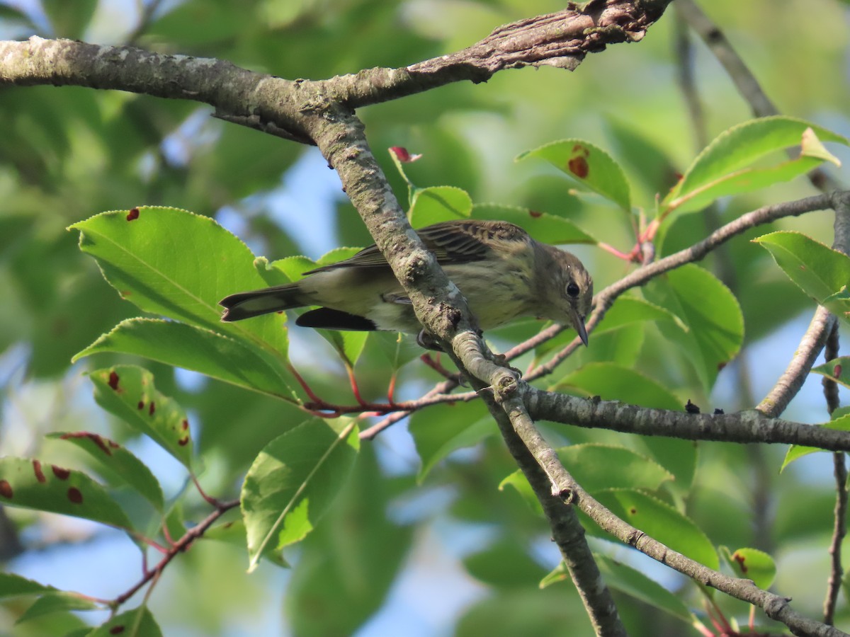 Cape May Warbler - ML622892621