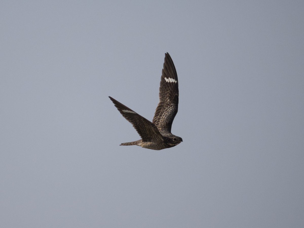 Common Nighthawk - ML622892637