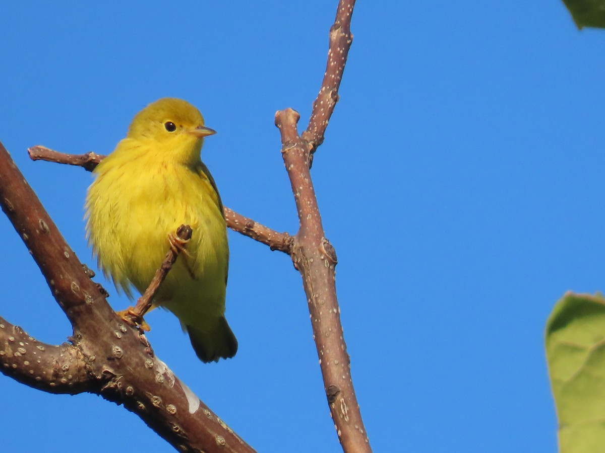 Yellow Warbler - ML622892658