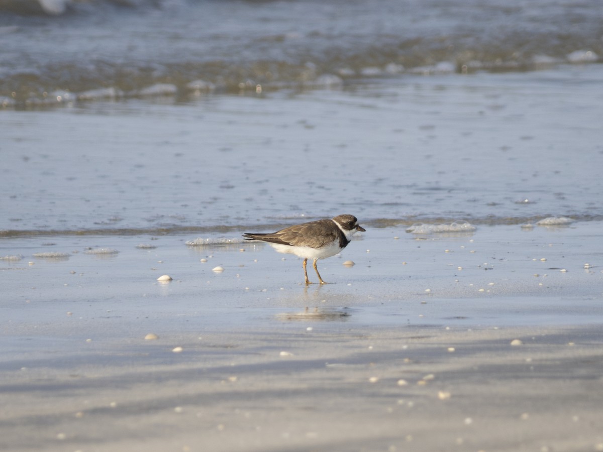 Semipalmated Plover - ML622892660