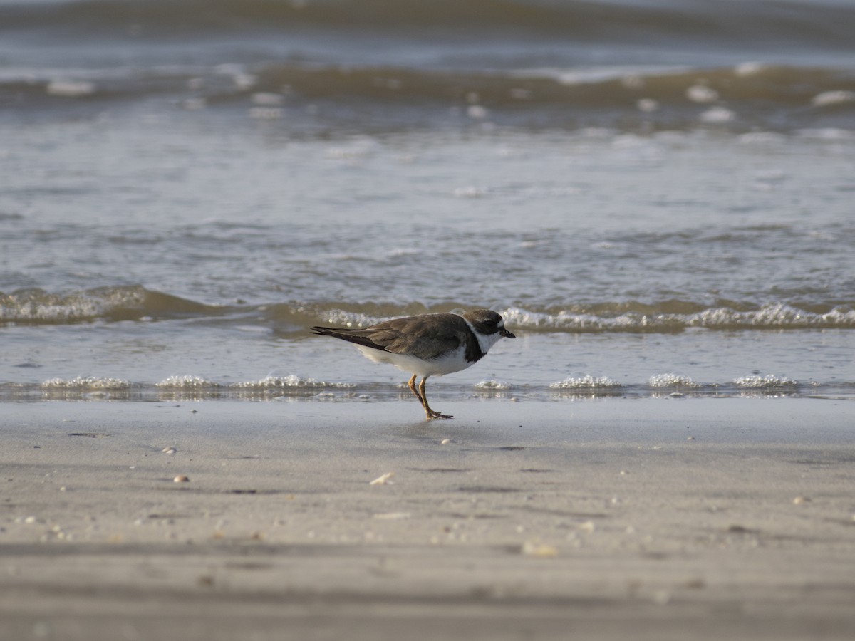 Semipalmated Plover - ML622892661