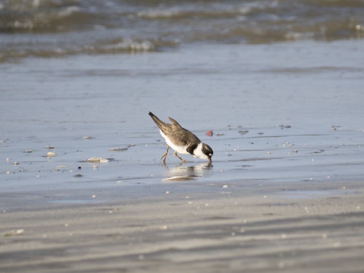 Semipalmated Plover - ML622892662