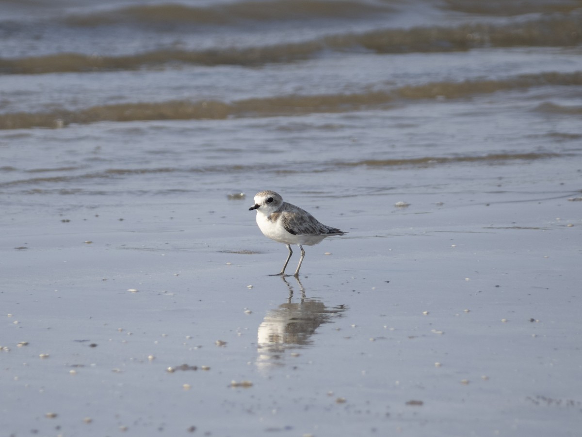 Snowy Plover - ML622892665