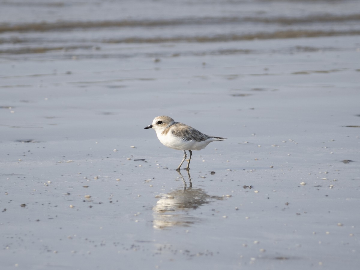 Snowy Plover - ML622892666