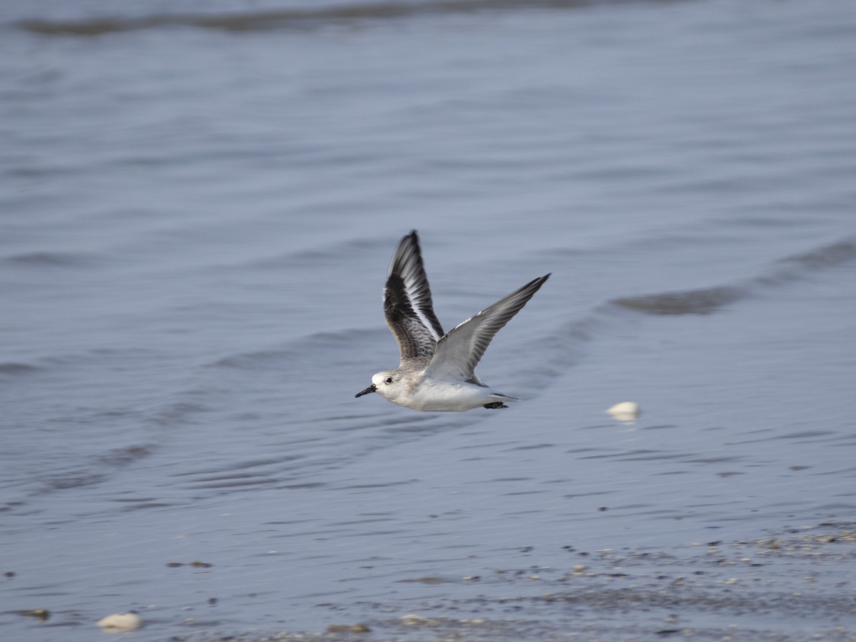 Sanderling - ML622892678