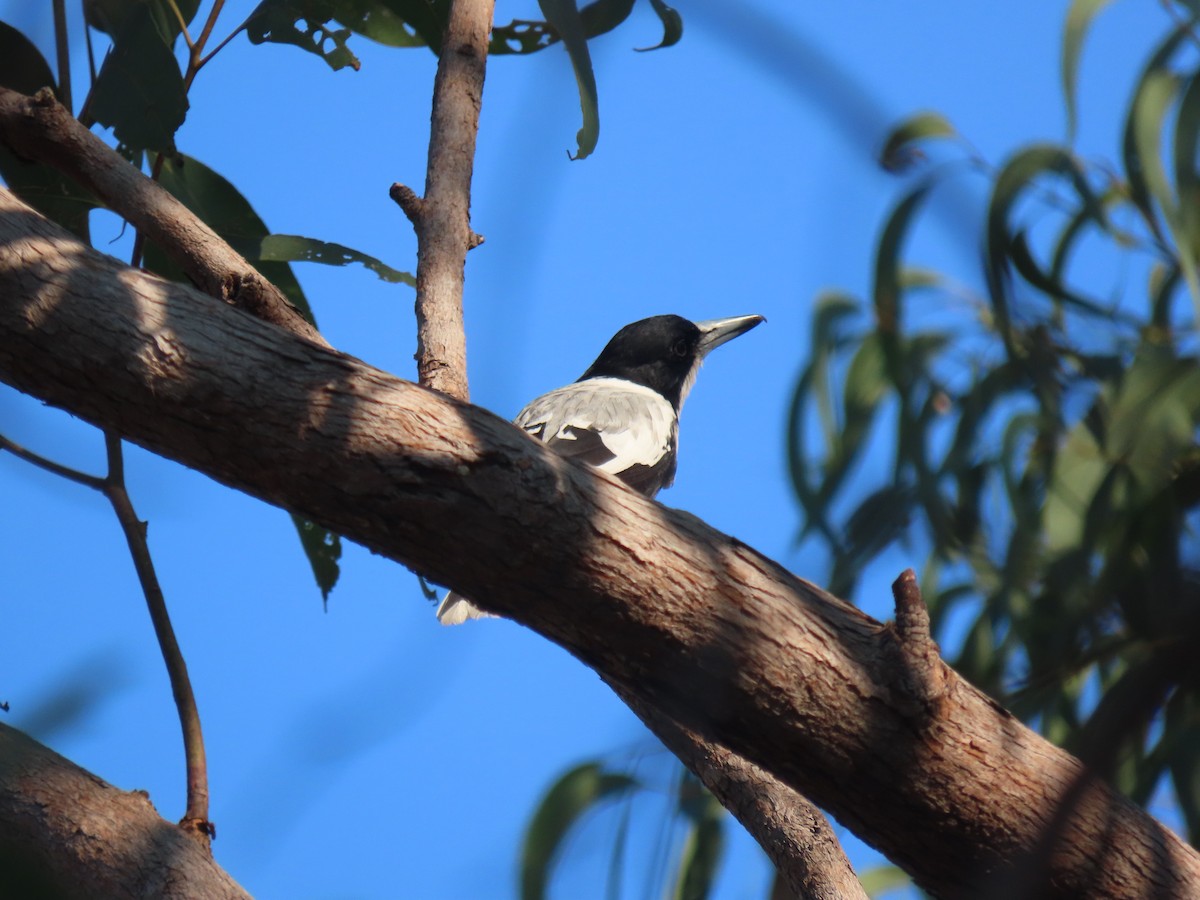 Silver-backed Butcherbird - ML622892692