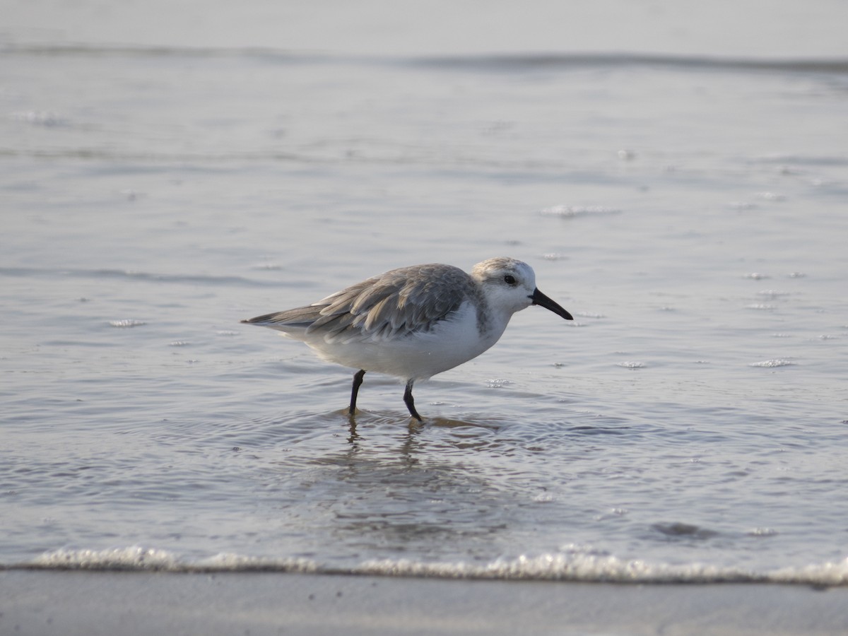 Sanderling - ML622892710