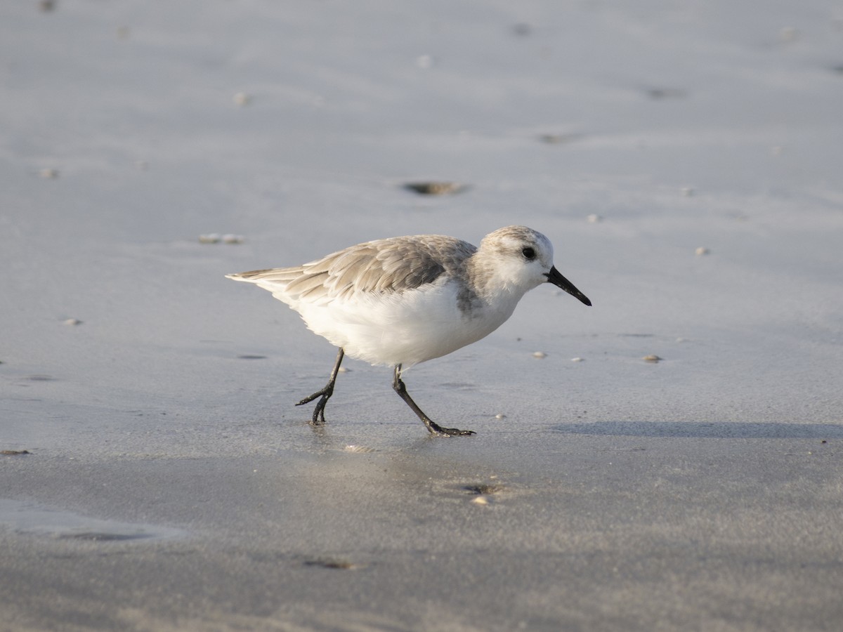 Sanderling - ML622892711