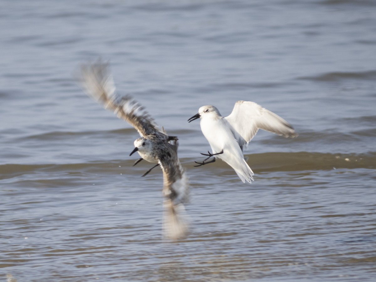 Sanderling - Sean Wang