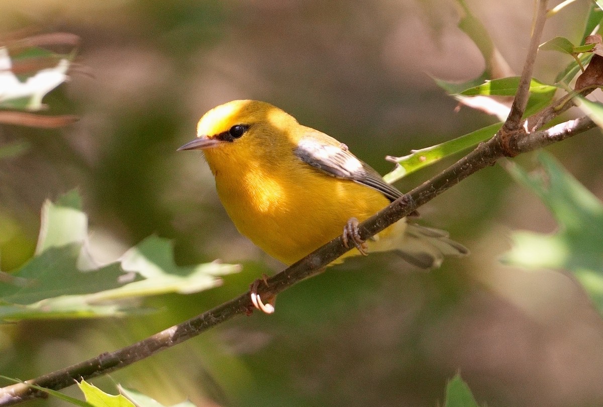 Blue-winged Warbler - ML622892745