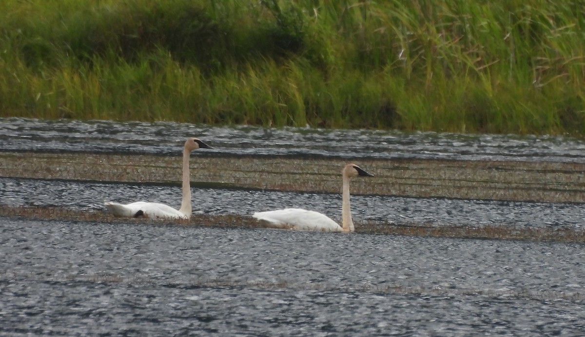 Trumpeter Swan - ML622892758