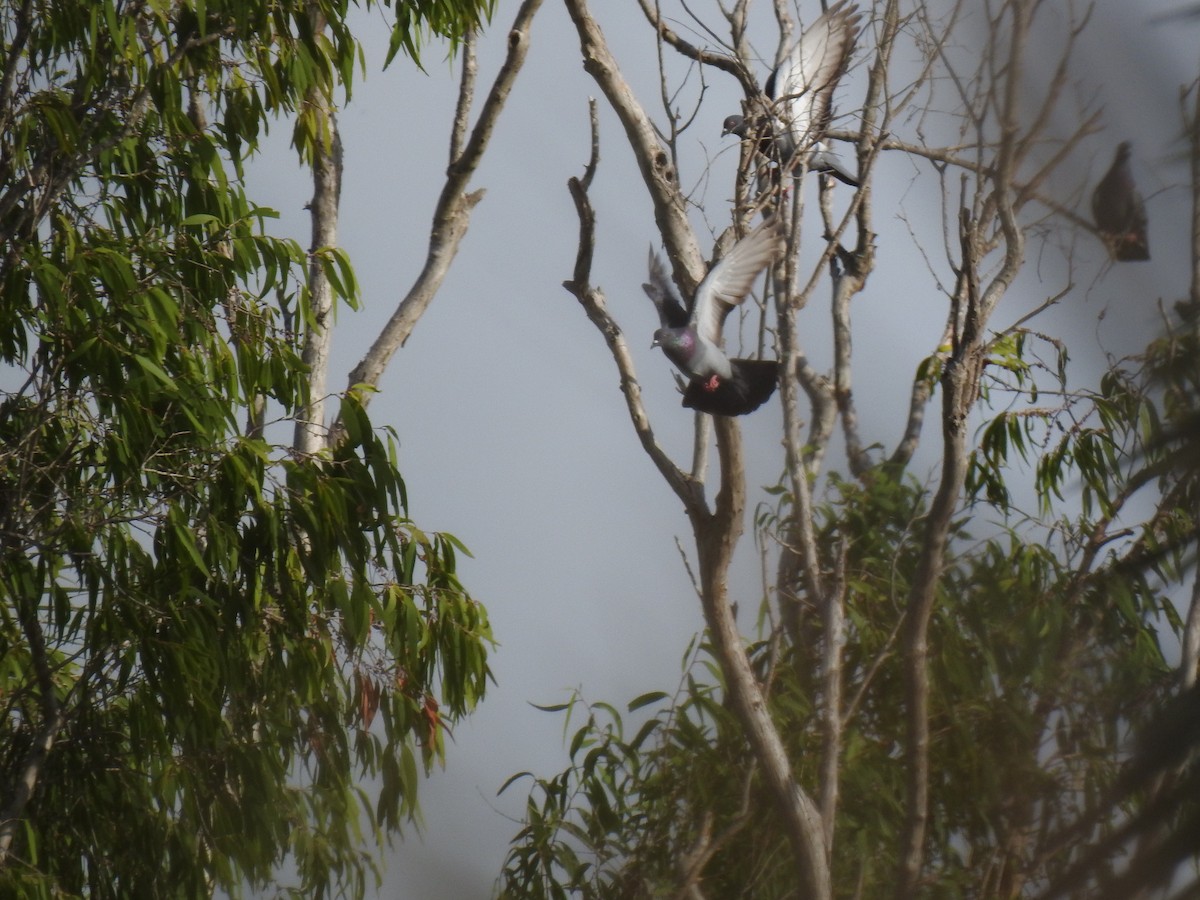 Rock Pigeon (Feral Pigeon) - Monica Mesch