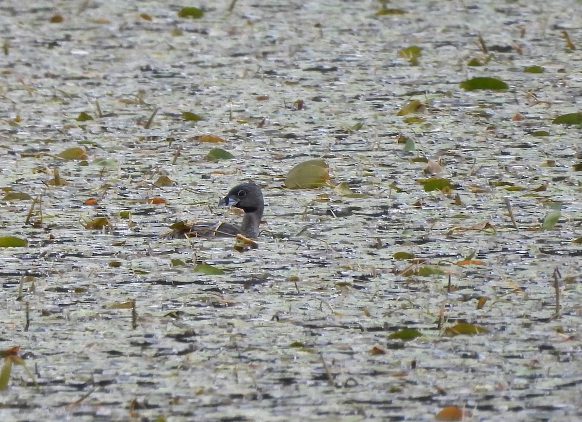 Pied-billed Grebe - ML622892786