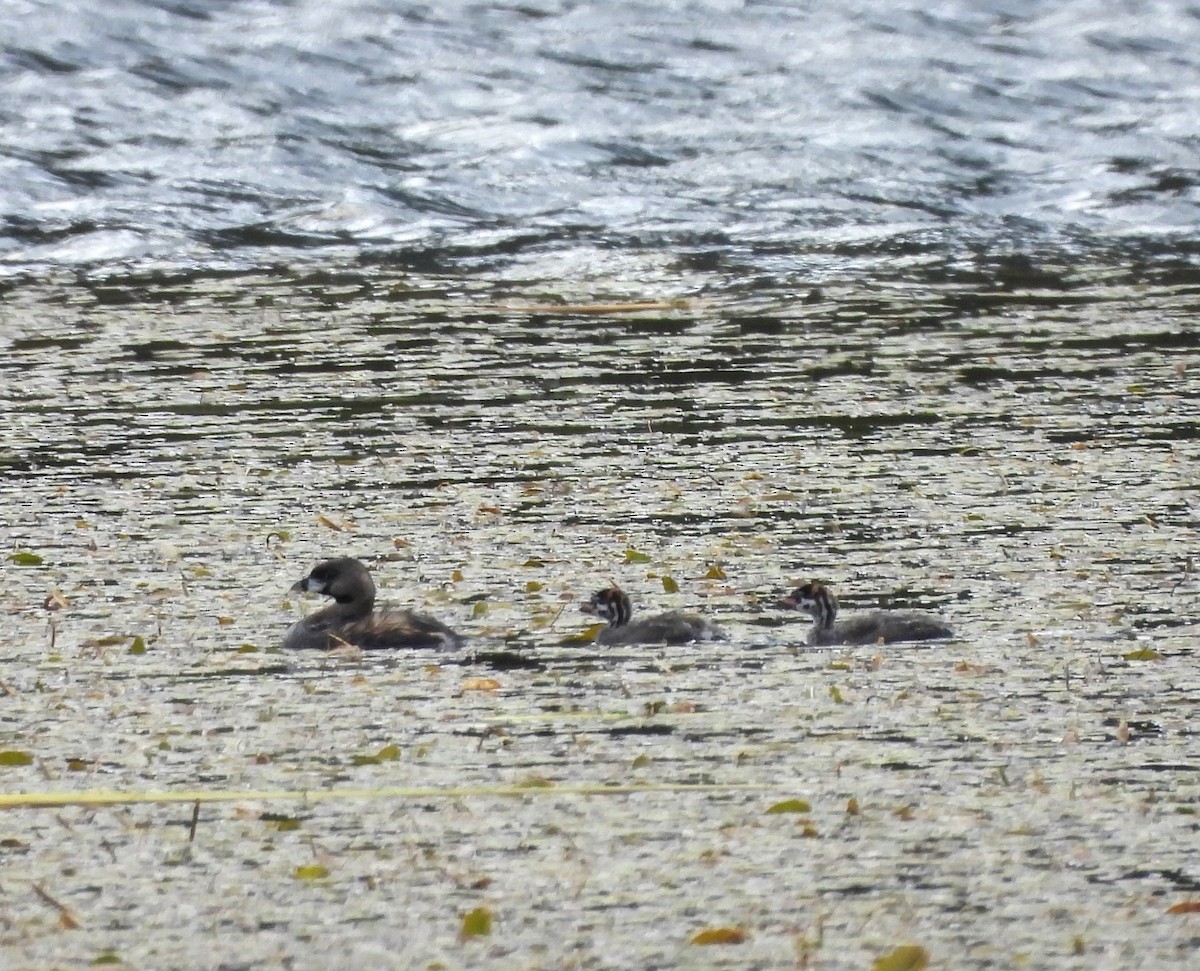 Pied-billed Grebe - ML622892787