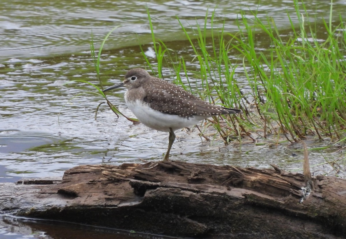 Solitary Sandpiper - ML622892801