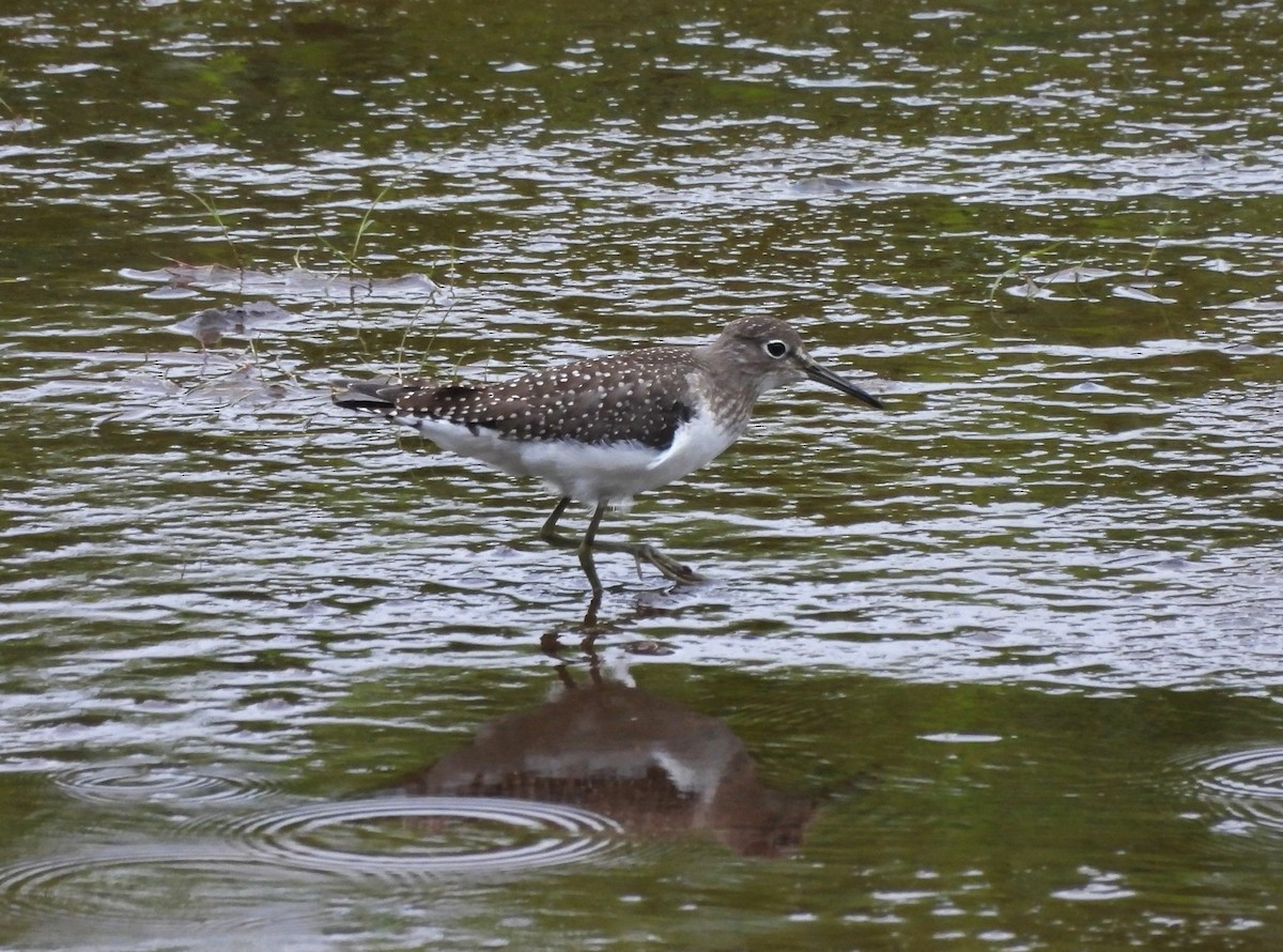 Solitary Sandpiper - ML622892802