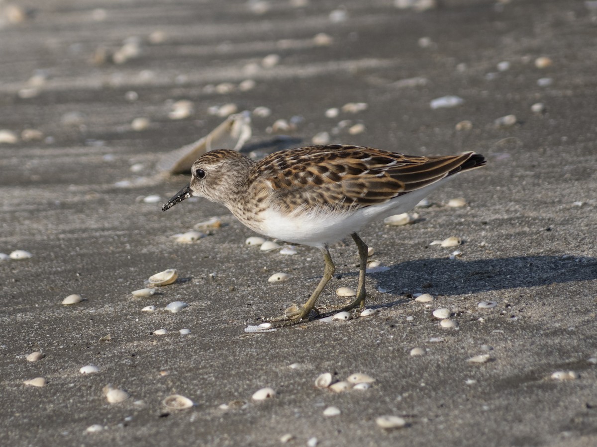 Least Sandpiper - ML622892814