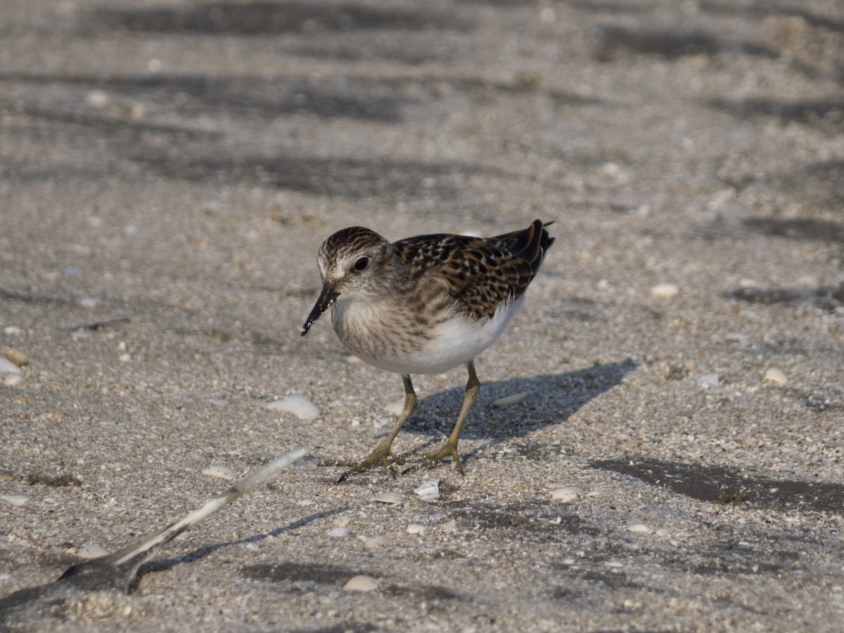 Least Sandpiper - ML622892815