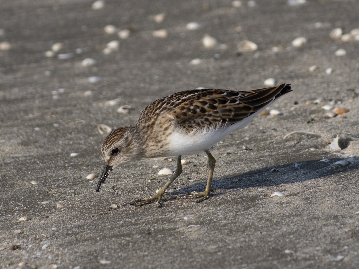 Least Sandpiper - ML622892816