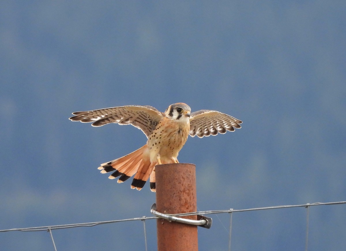 American Kestrel - ML622892823