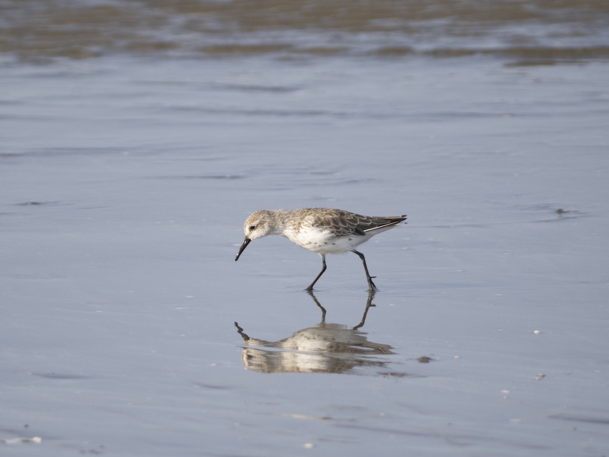 Western Sandpiper - ML622892844