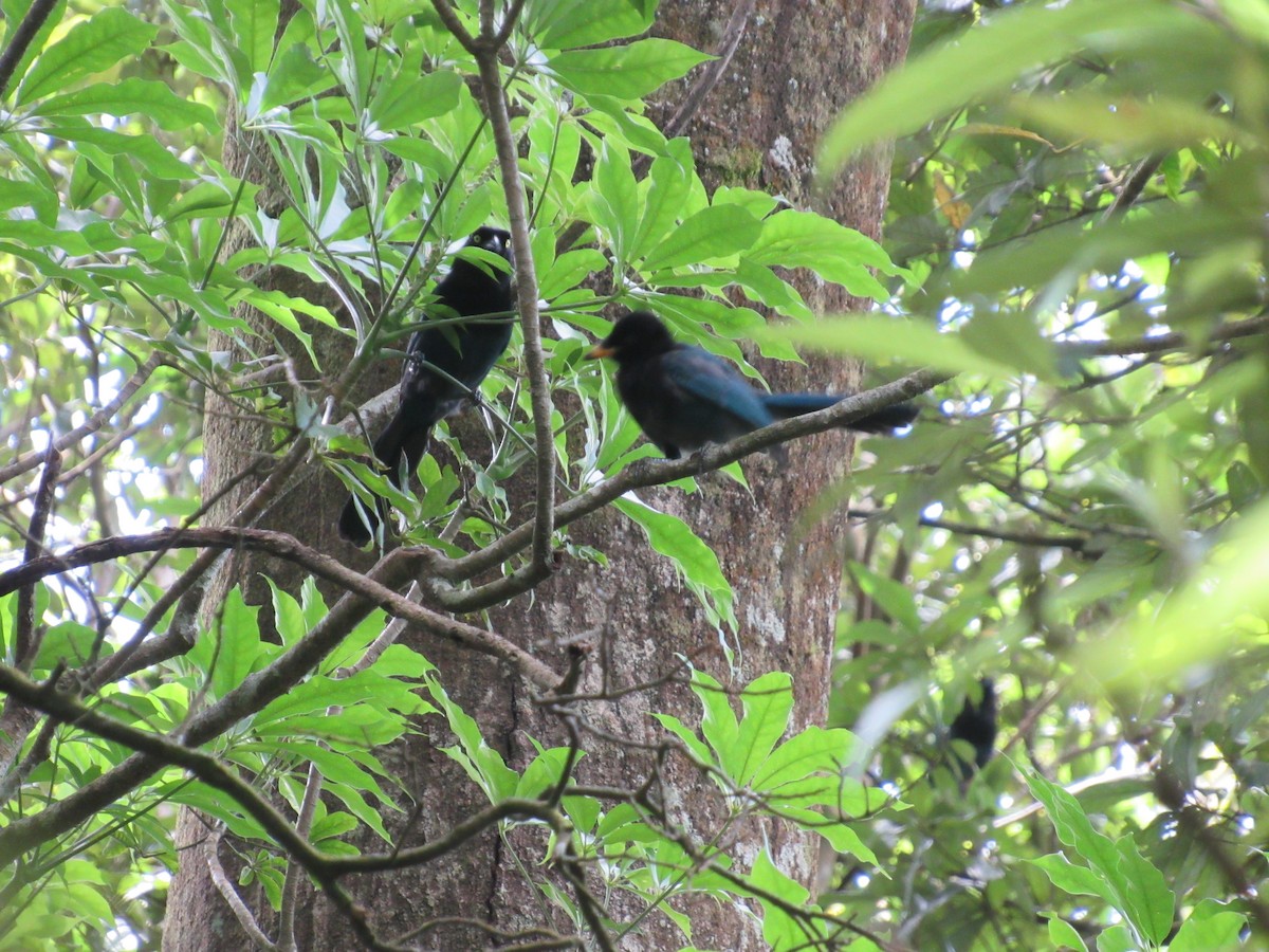 Bushy-crested Jay - ML622892847